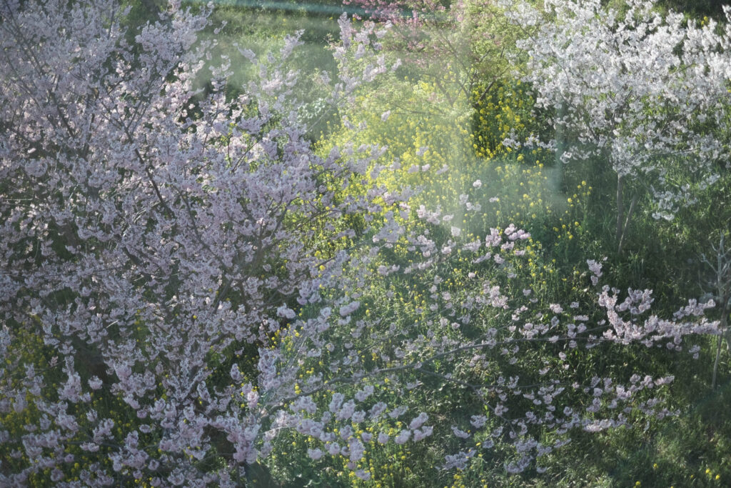 フィルムシミュレーションをエテルナで撮影した桜